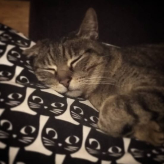 #miau