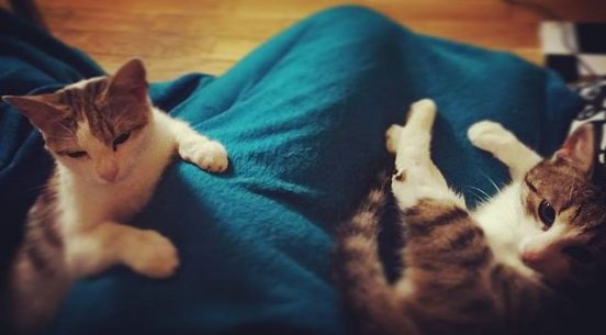 #niewolnictwo #kittens