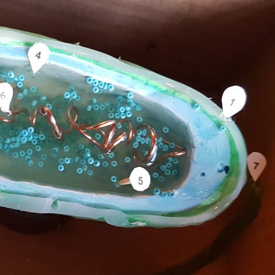 #diy #bacteria aka