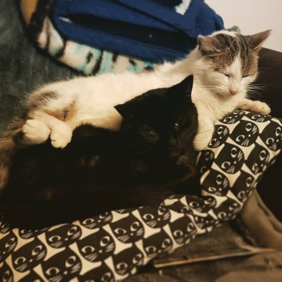 #catsrule