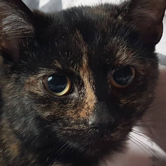 #lucyna #newcatontheblock #cozatydzien