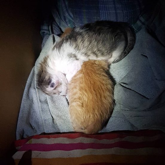 New Cats On The Block