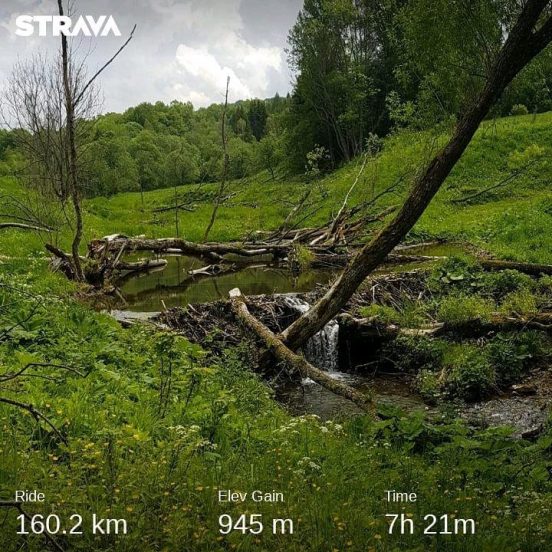 Tzw. zdjęcie na czasie. Bobry oczekujące w ukryciu na obiad.